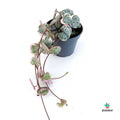 Ceropegia  Variegated Pink Hanging