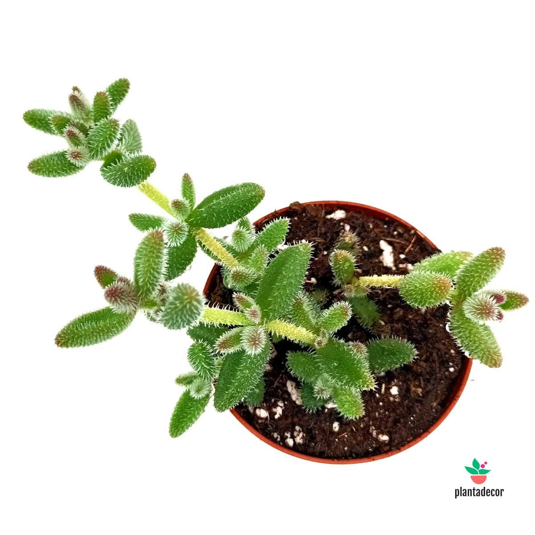 Delosperma Echinatum comprar