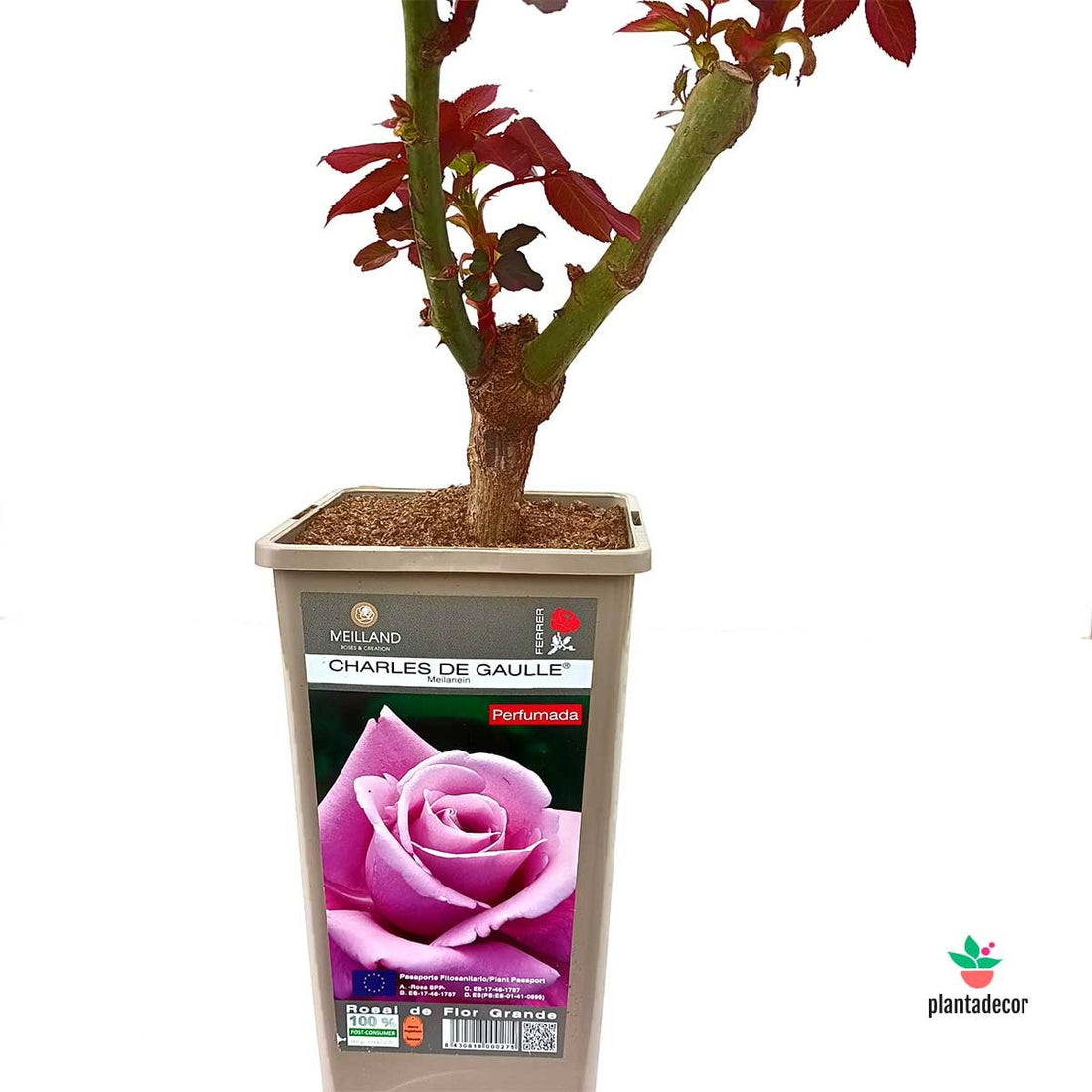 Rosal  "Charles de Gaulle"