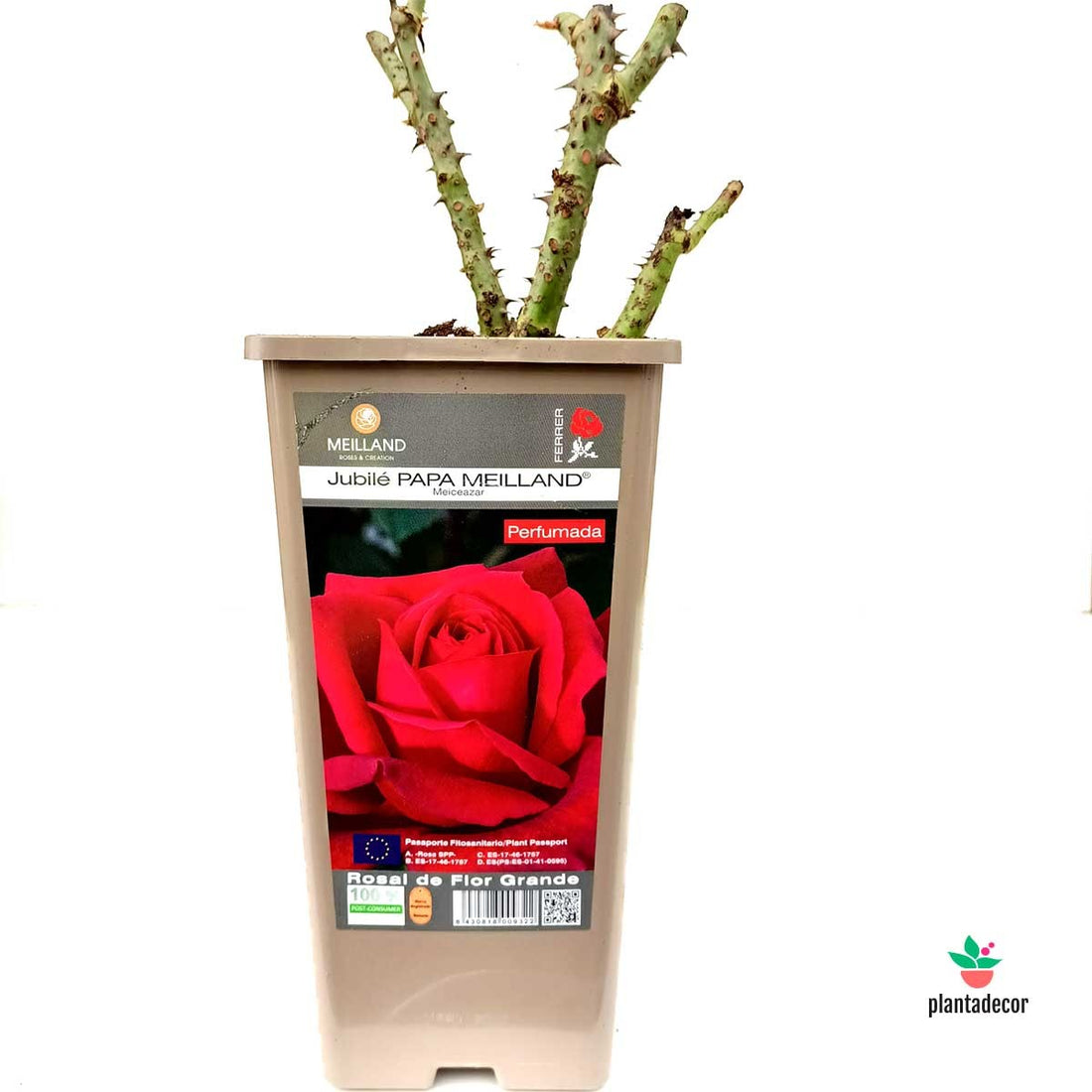 Rosal  "Jubile Papa Meilland"