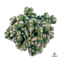 Cereus peruvianus monstruosus
