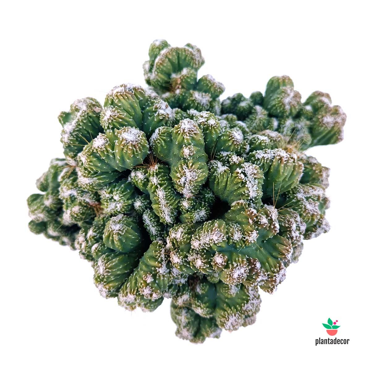 Cereus peruvianus monstruosus