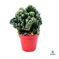Cereus peruvianus compra