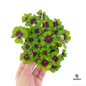 Oxalis Iron Cross