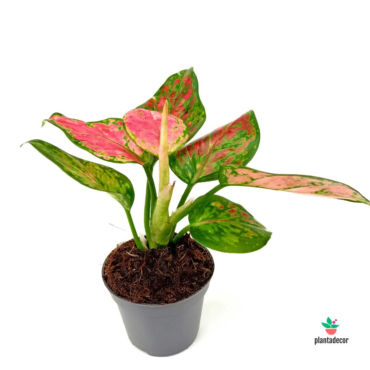 Comprar Aglaonema Pinky