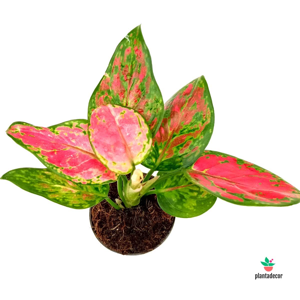 Aglaonema Pinky mini