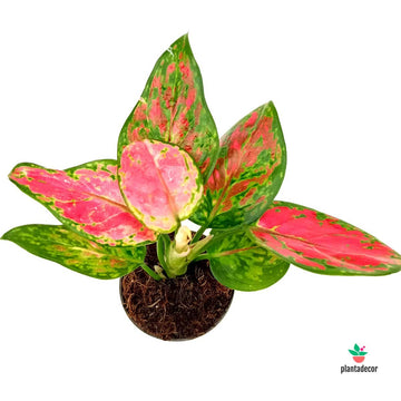 Aglaonema Pinky mini