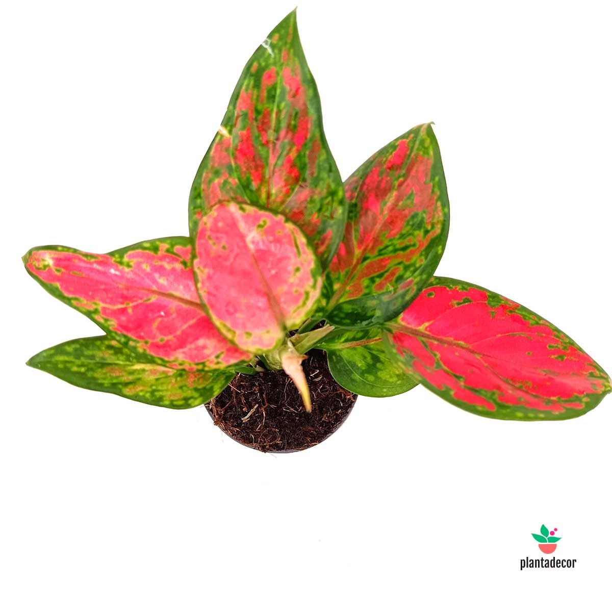 Cuidados Aglaonema Pinky