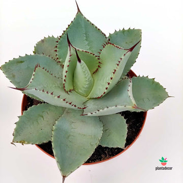 Agave Dragionis