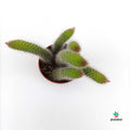 Comprar Cleistocactus Colademononis