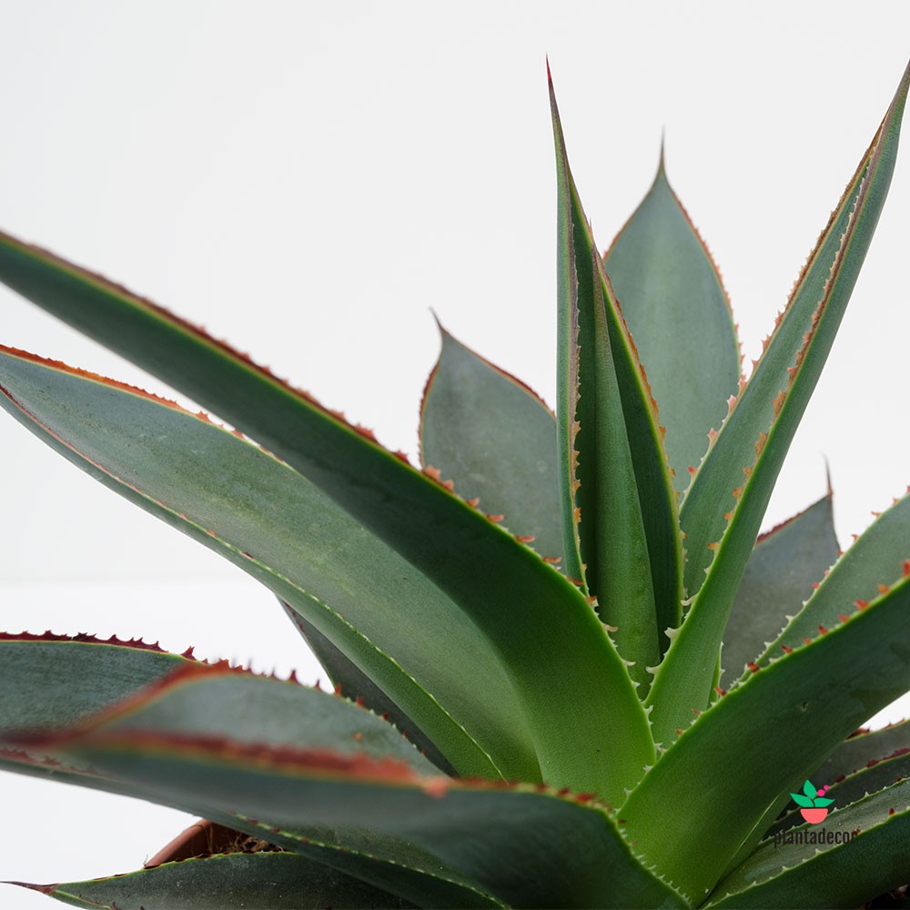 Agave Shaka Zulu