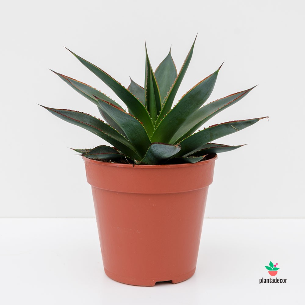 Agave Shaka Zulu comprar