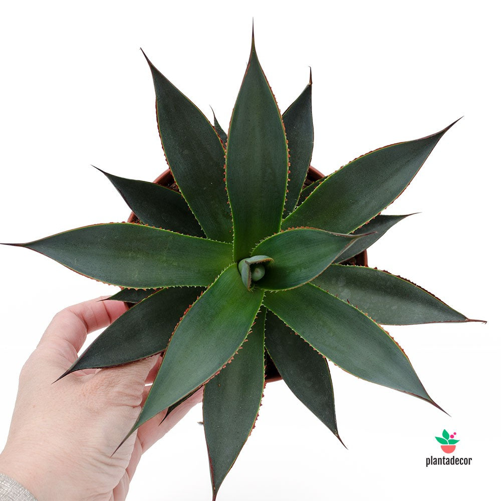 Agave var. Blue Glow