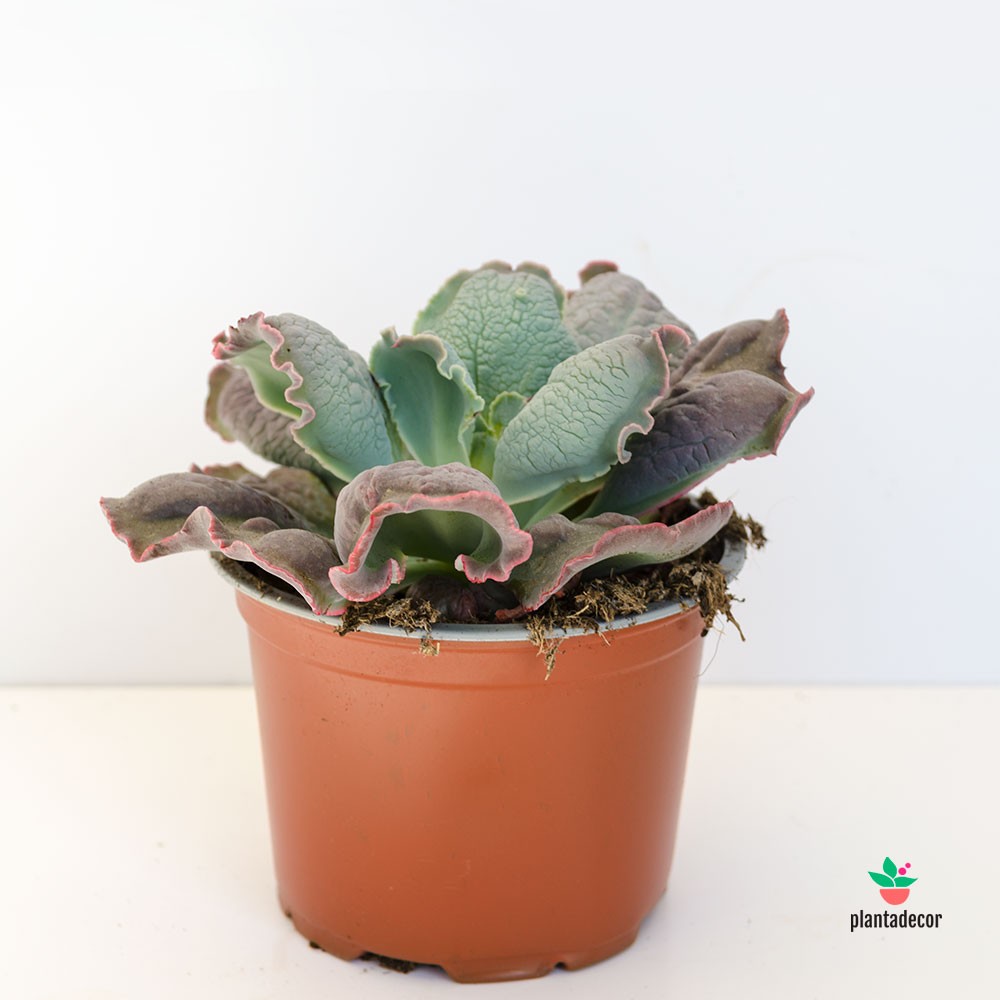 Comprar Echeveria Paul Bunyan