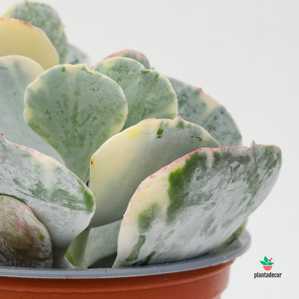 Cotyledon Variegata M-13