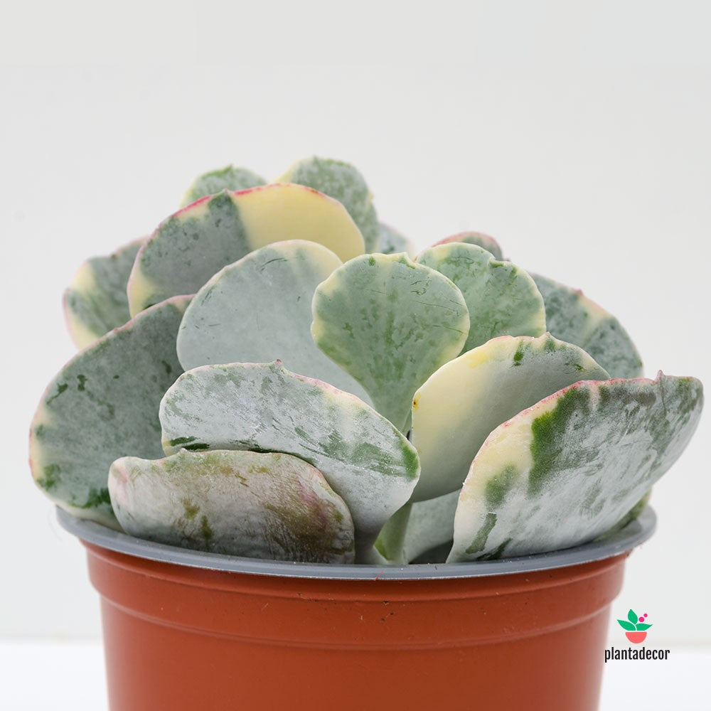 Cotyledon undulata variegado