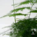 Esparraguera africana