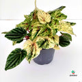 Peperomia Carperata 'Buenos Aires' cuidados