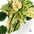 comprar Peperomia Carperata 'Buenos Aires'