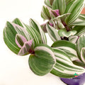 Tradescantia Nanouk White