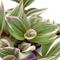 Tradescantia White