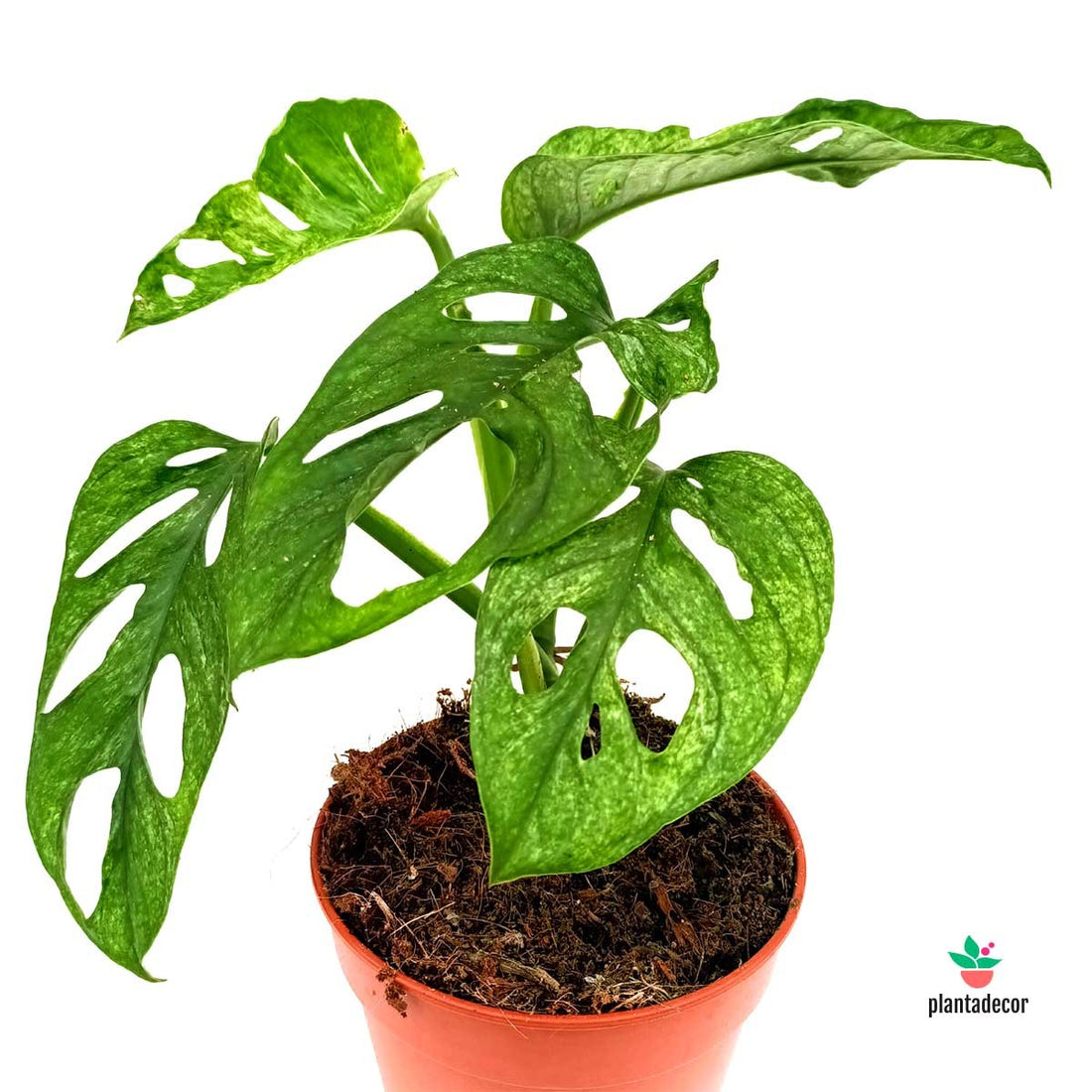 comprar Monstera Adansonii mint