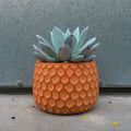 Echeveria Colorata