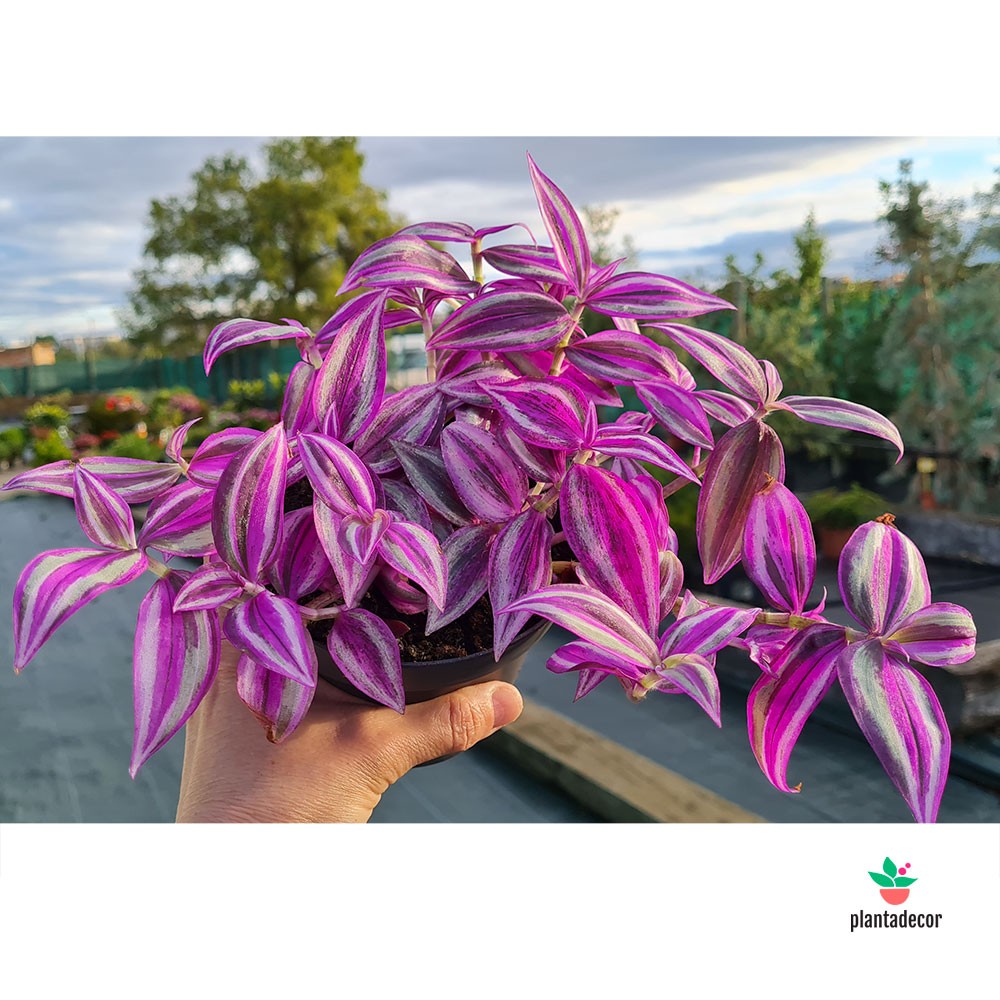 Tradescantia Pink Paradise