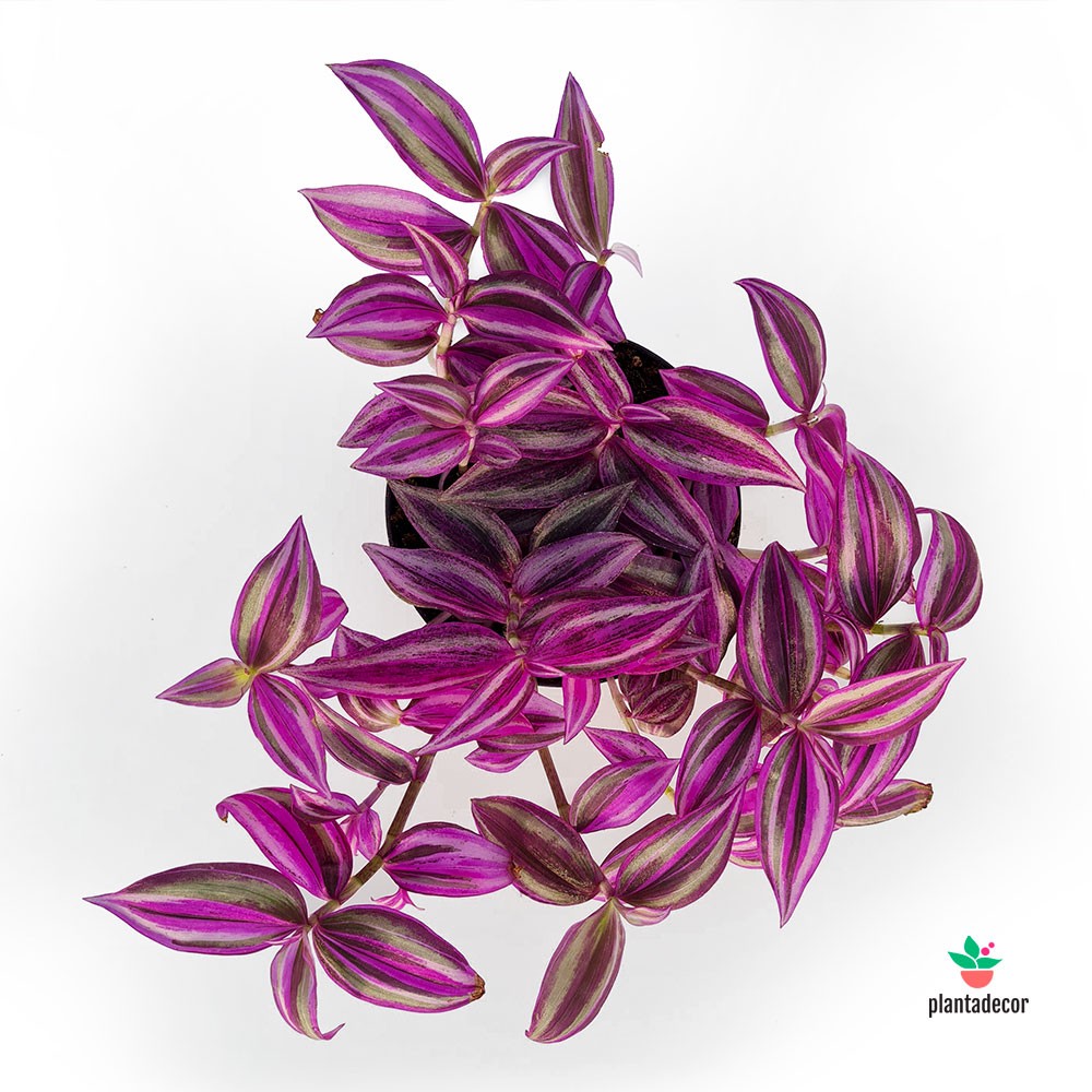 Tradescantia Zebrina 'Pink Paradise' M-12