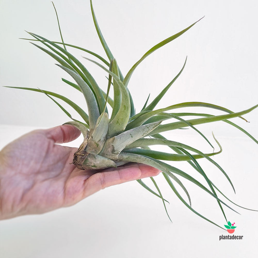 Tillandsia Brachycaulos