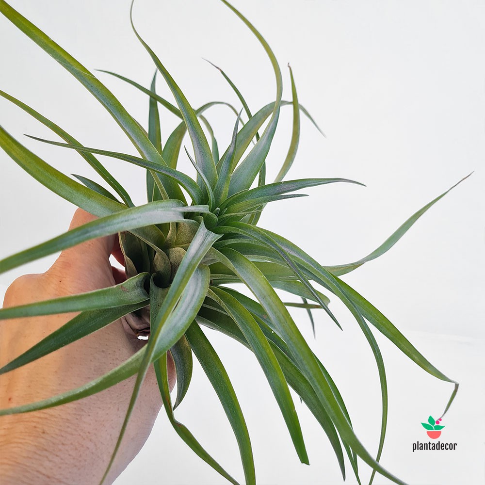 Tillandsia