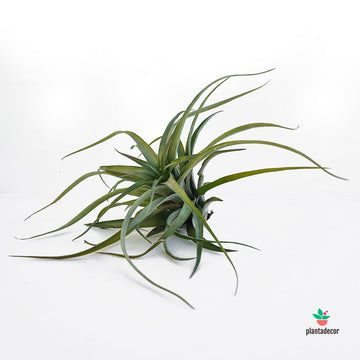 Tillandsia Brachycaulos Abdita