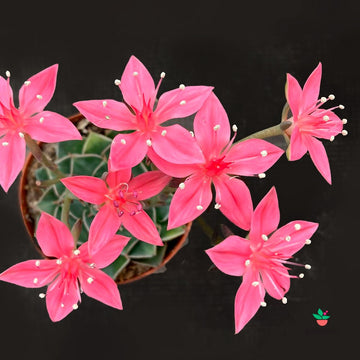 Graptopetalum Tacitus Bellus