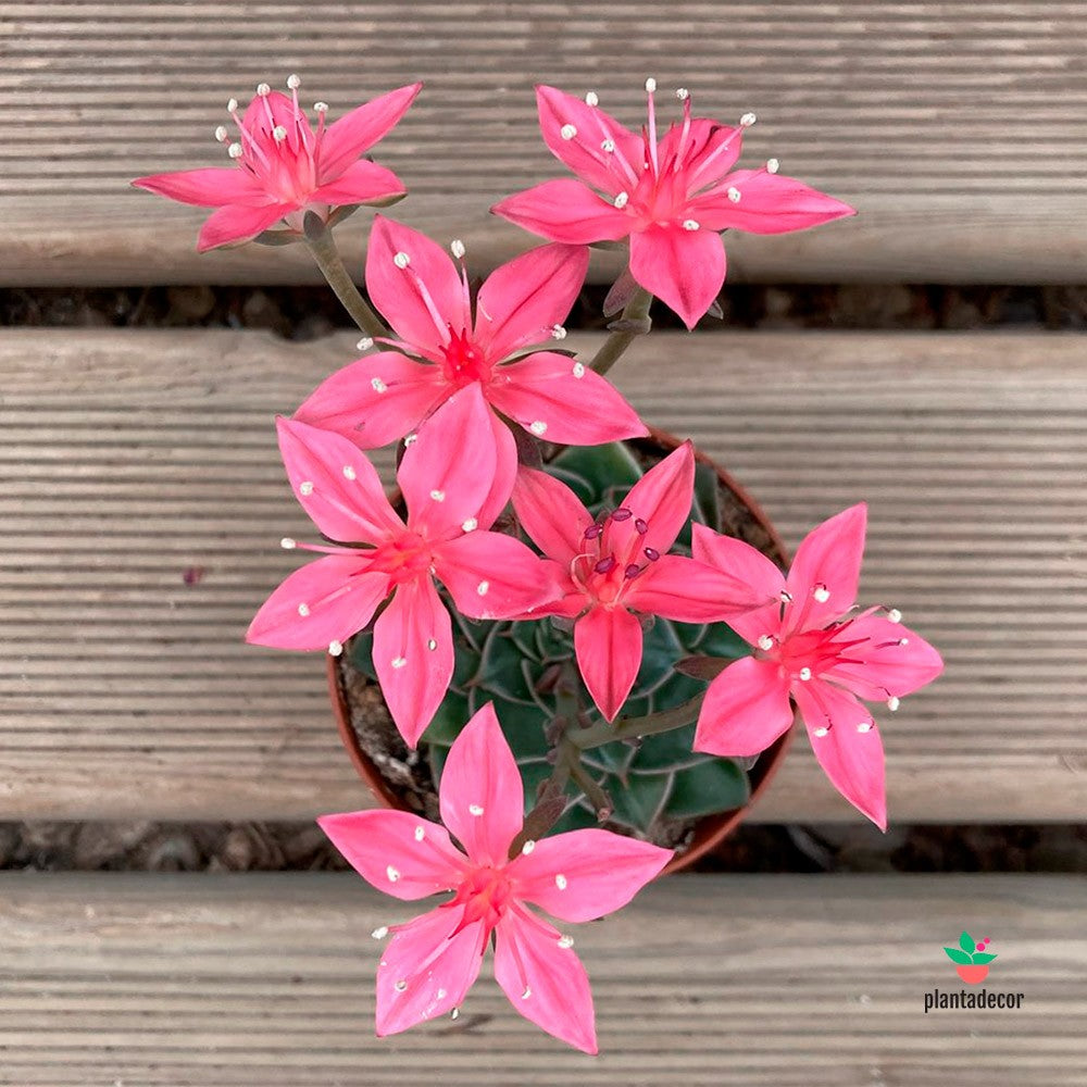 suculenta flores rosas