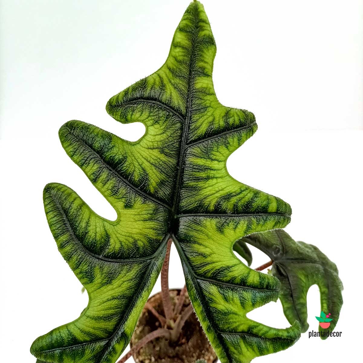 Alocasia Jacklyn