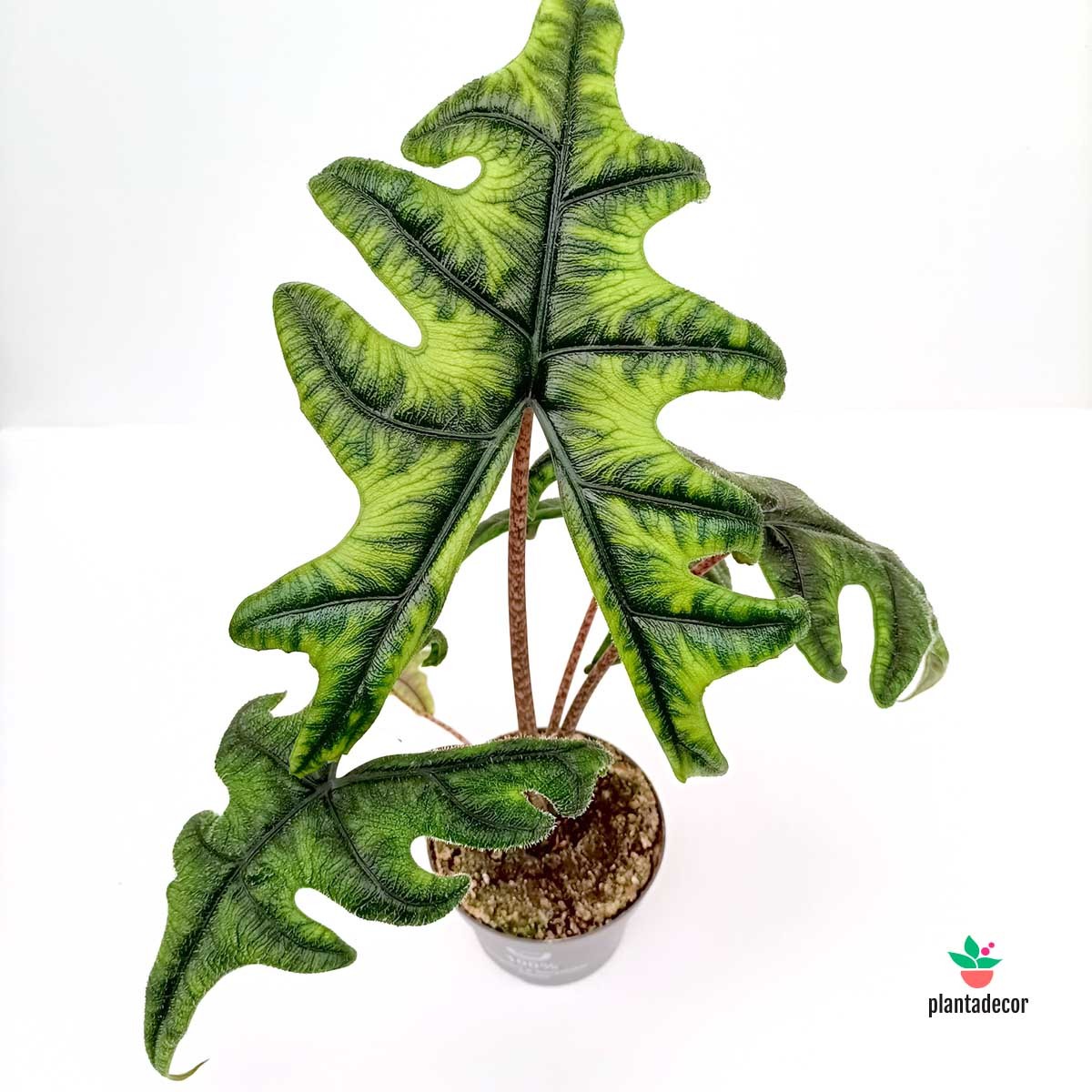 Alocasia Jacklyn Cuidados