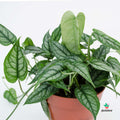 Comprar Monstera Siltepecana
