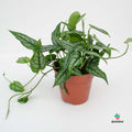 Monstera