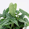 Monstera Siltepecana