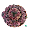 Cactus Sulcorebutia Purple