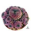 Sulcorebutia Rauschii