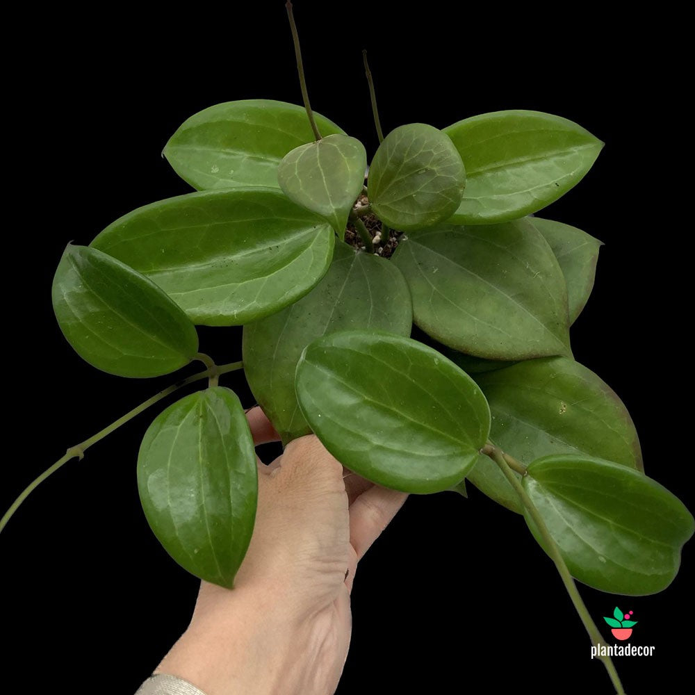 Hoya Quinquenervia