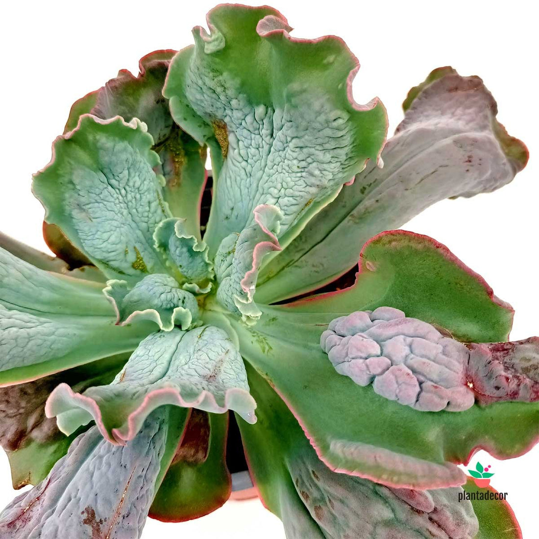 Comprar Echeveria Linguas