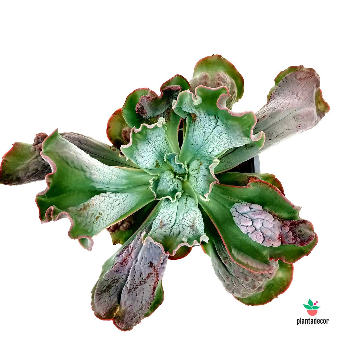 Comprar Echeveria Linguas