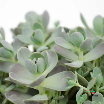 Orostachys Furusei