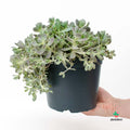 Orostachys Comprar
