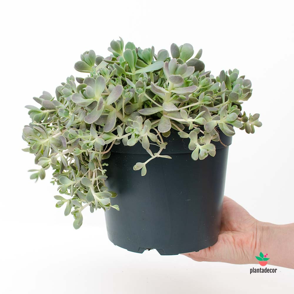 Orostachys Comprar