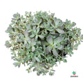 Orostachys Furusei Envio