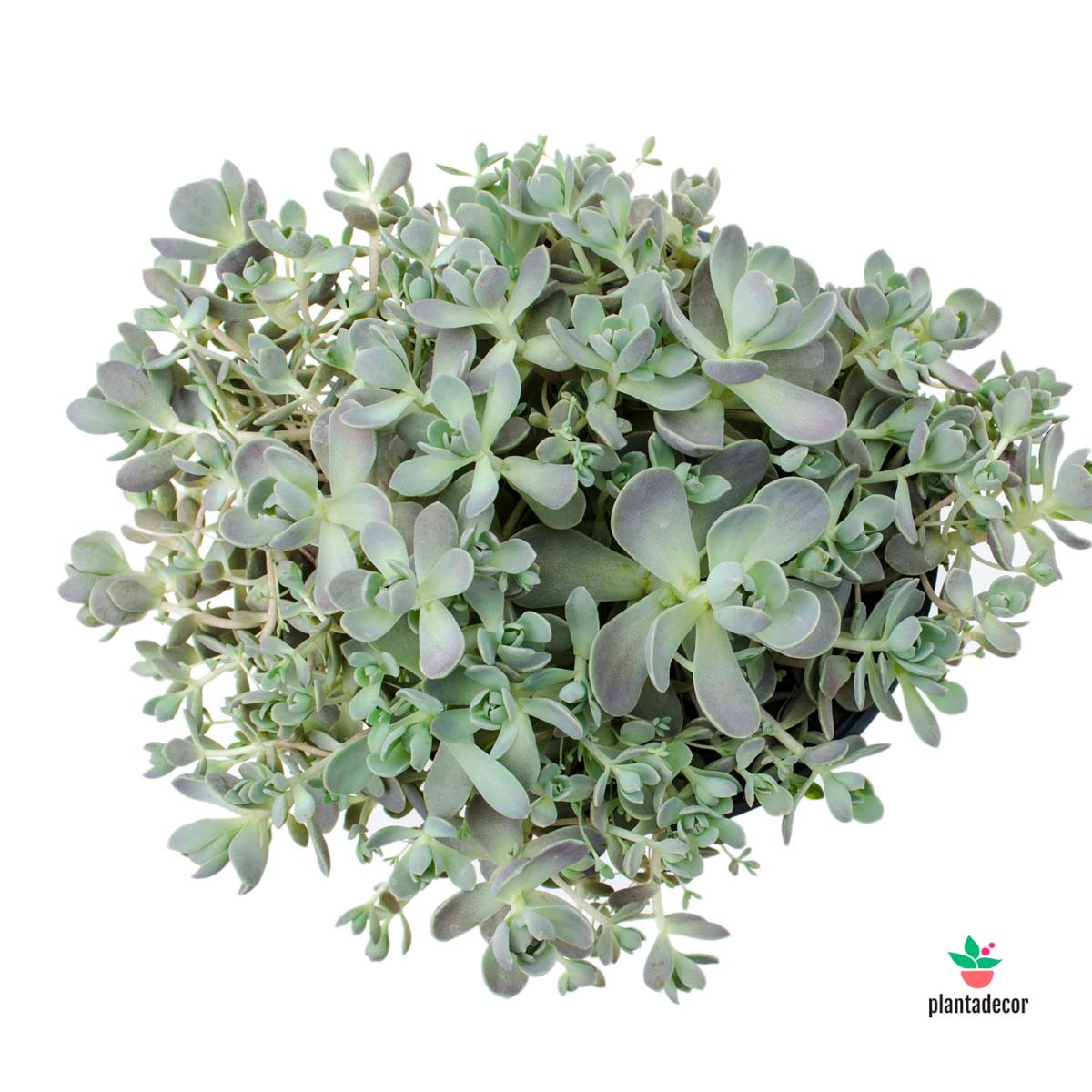 Orostachys Furusei Envio