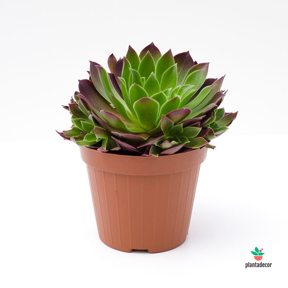 Comprar Aeonium Phoenix Flame España y Portugal